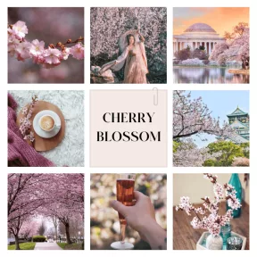 Cherry Blossom
